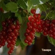 Группа Сентябрь Малая Родина
