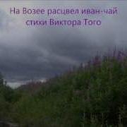На Возее Расцвел Иван Чай