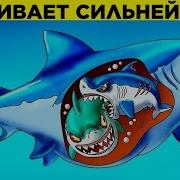 Рассказы Про Животных