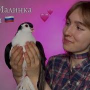 Ягода Малинка На Французском
