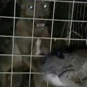 Xorazm Dagi Maxluqlar Qólga Olindi