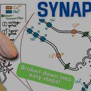 Synapsys