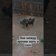 Мама И Сын Мужик Ебал Собаку Видео
