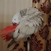 Попугай Рико Матерится Хозяина