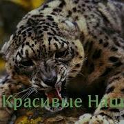 Нашид Без Слов 2019