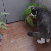 Кот И Голубь На Балконе