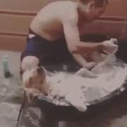 Рыжий Кот Смеётся Мухахаха