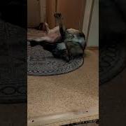 Поела Покушала Потом Спать
