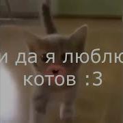 Топ 5 Песен Котов