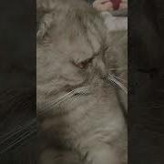 Кот Рамштайн Мем