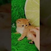 А Ты Зачем Меня Трогаешь