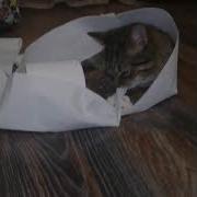 Не Кот А Скот