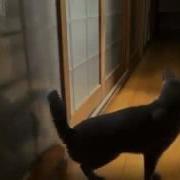 Ютуб Видео Приколы С Котами Кот Серун Ютуб