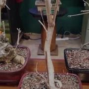 Bonsai Update New Collected Trees Nursery Wisteria And Wild