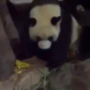 Панда Нассала И Насрала На Другую Панду