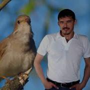 Вот Это Соловушка Аркадий Кобяков Соловьи