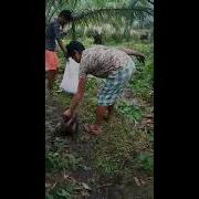 Virul Ular Makan Bayi Di Manado