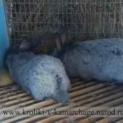 Кролики Спариваются Rabbits Are Mated