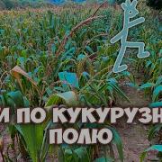 Звуки Шагов Нескольких Человек