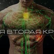 Лимфатическая Система