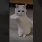 Ту Ча Ча Ча