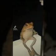Девушка Упала С Крыши Под Трек Лсп
