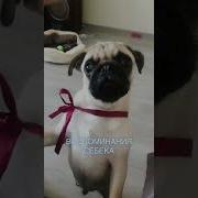 Смех Воспоминания Тик Ток