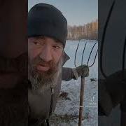 Сколько Этому Бычку Этому Гандону 2 Месяца
