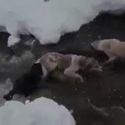 Ана Иёра Саги Чупони Меган
