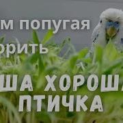 Учим Попугая По Имени Гоша Говорить Видеоурок 1 Гоша Хорошая Птичка