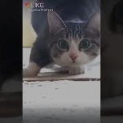 Выгу Выгы Выгу Ту Ту Ту Ту Выгу Выгу Выгу Для Кота