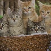Детская Песенка Считалка Про Котят