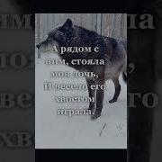 Стих Про Волка И Охотника