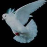 The Bells Fly Little White Dove