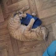 Кот Наркоман Прикол Ахахахха
