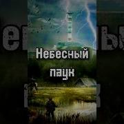 Сталкер Небесный Паук Книга