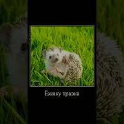 Маленький Ежик По Травке