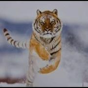 Песня Оп Героина Русский Язык