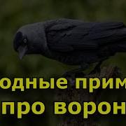 В Нашем Доме Каркают Вороны