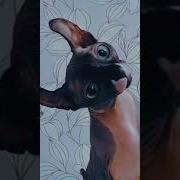 Смотри Какая Красота Прикол С Котом И Птичкой