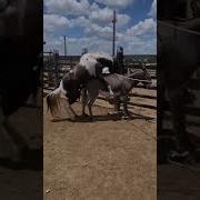 Big Horse Mating Little Donkey 2019 Animal Sex Donkey Breeding