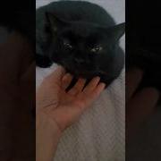 Спят Усталые Коты