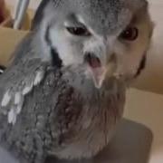 Самое Смешное Видео Про Сову