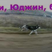 Максимальная Скорость Хаски Maximum Dog Speed