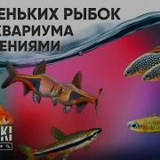 Стайные Рыбки Для Аквариума