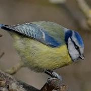 Blue Tit Song