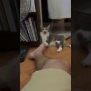 Когда Дал Понюхать Ноги Коту После Тренировки