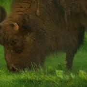 Ар Рахман Красивое Чтение