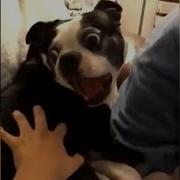 Ф Фф Фф Фф Фф Фристайлер