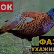 Голос Фазана Самки